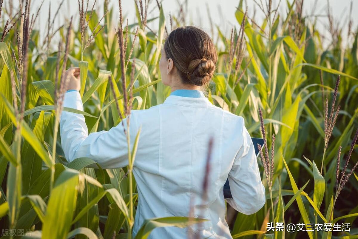 转基因食品对生育的危害,转基因食品对生殖有什么影响
