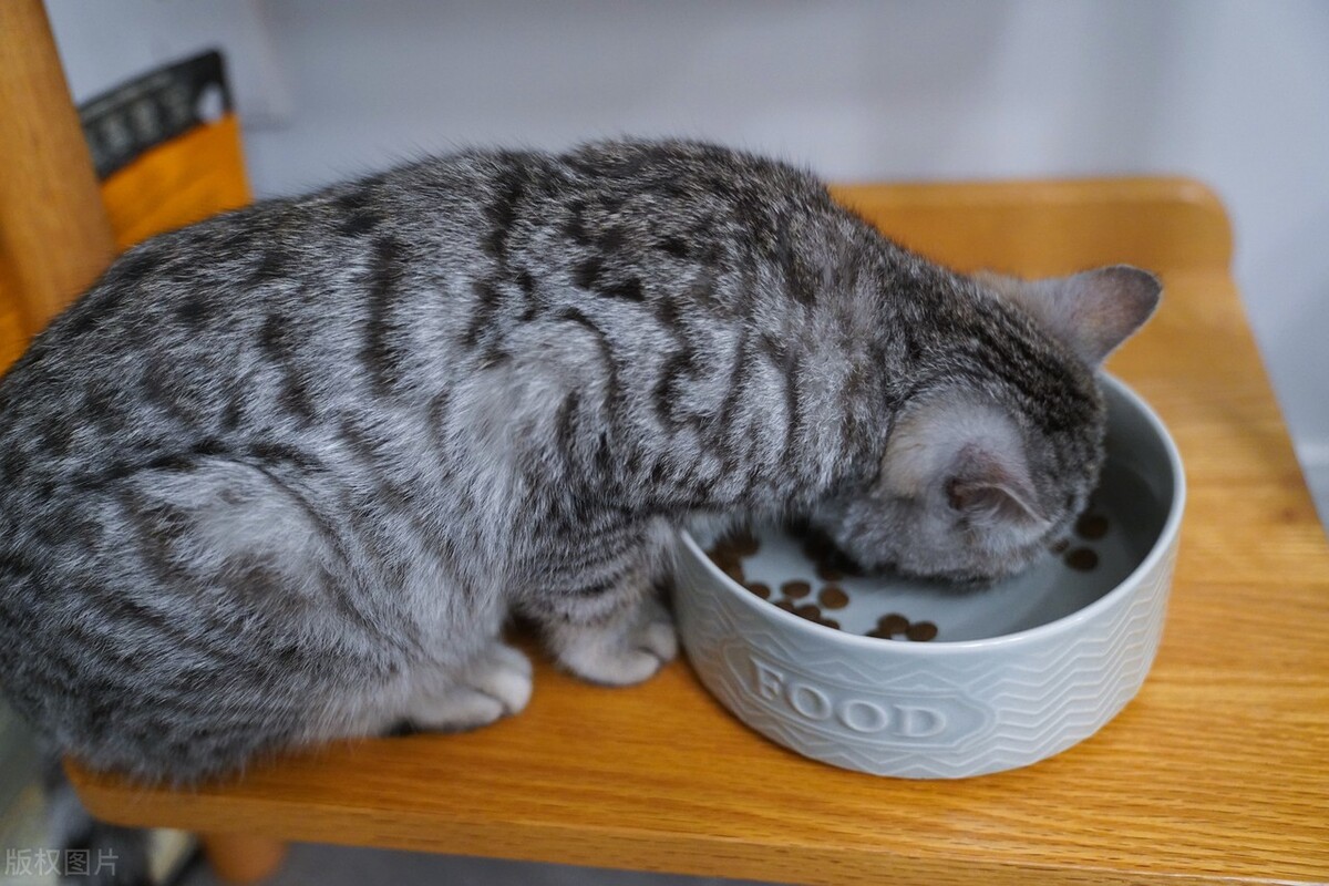 猫咪大便和拉水一样,猫咪三四天没吃饭一直吐