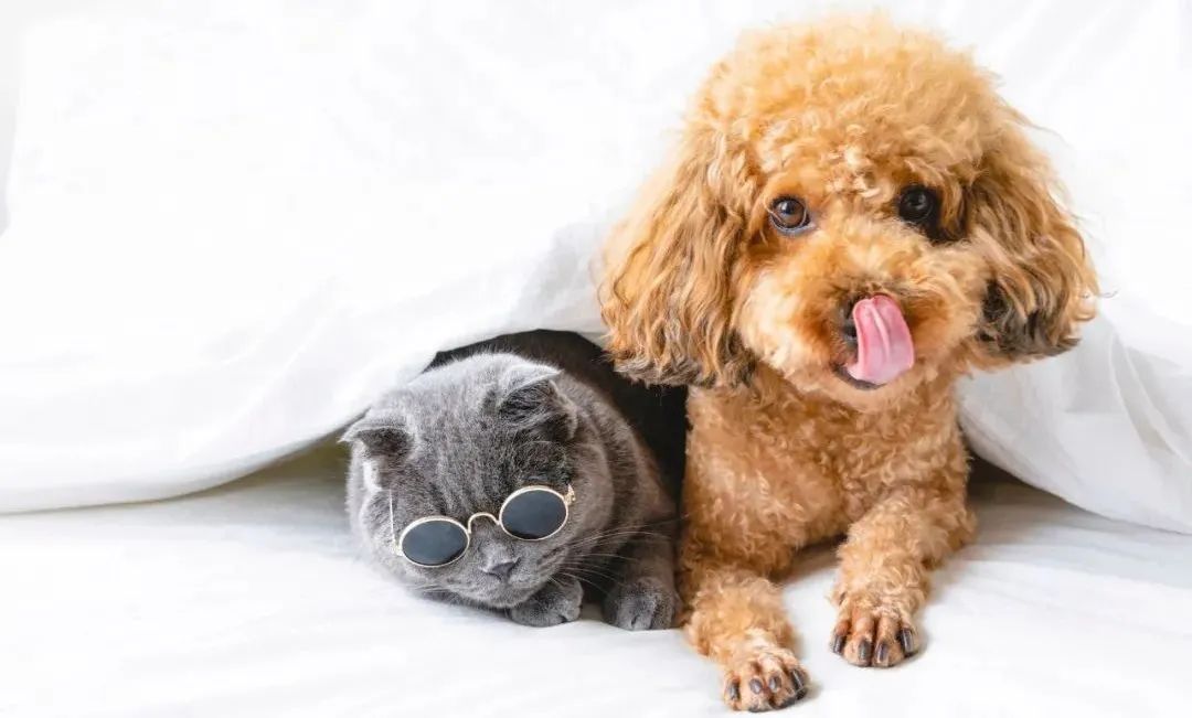 宠物美容行业还值得入行吗,宠物美容挣钱吗开宠物美容店