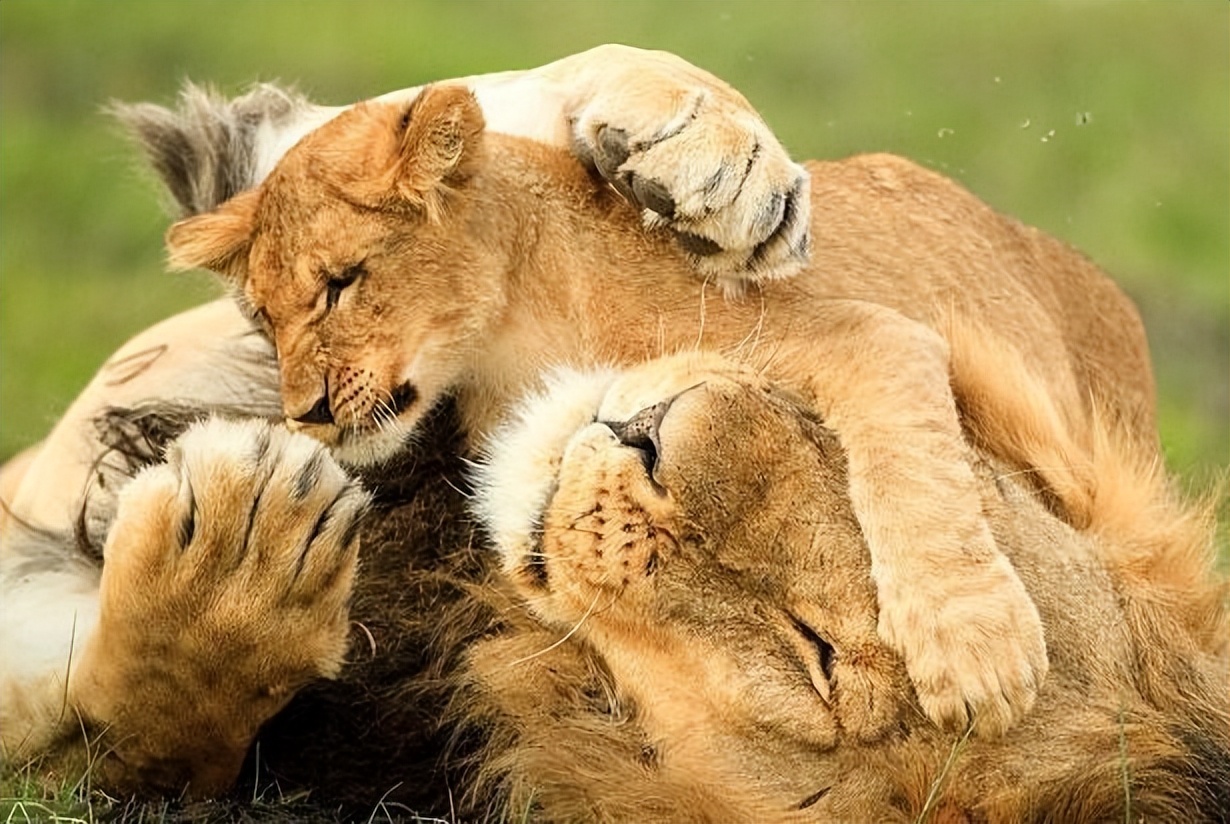 雌狮会赶走狮王么,狮王赶走亚成年雄狮