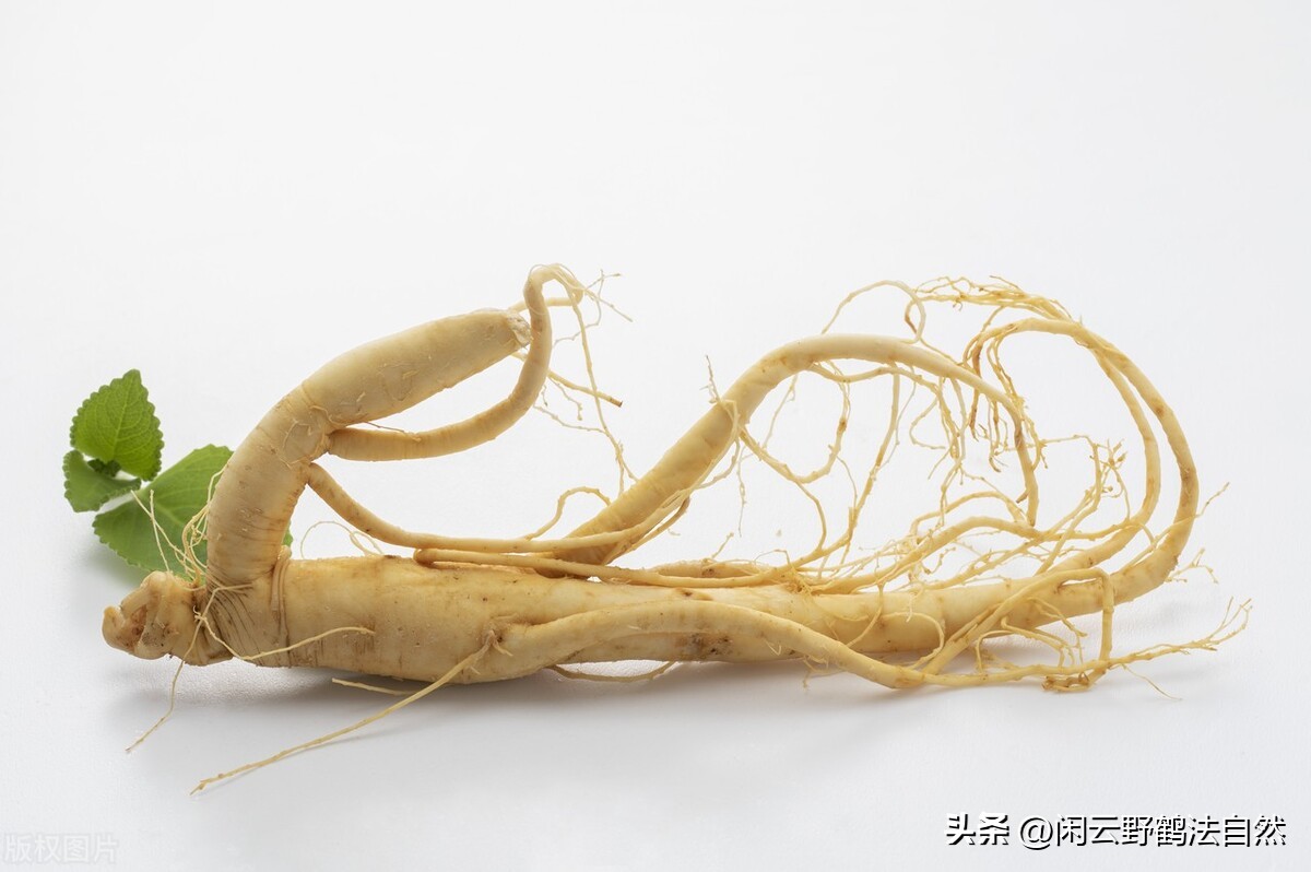 西洋参养生茶提高免疫力,西洋参可以调整免疫系统