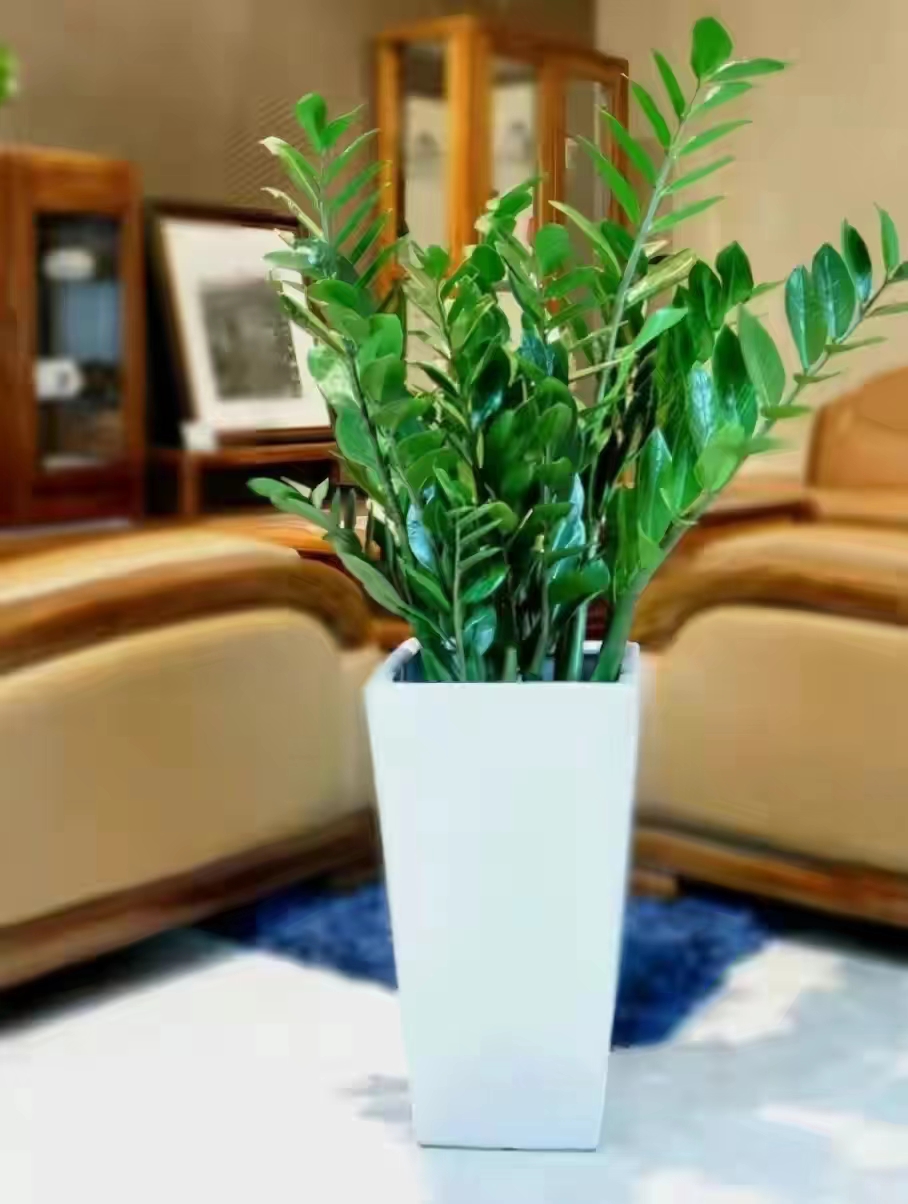 100种耐寒耐旱花卉,哪种花最耐旱不用浇水