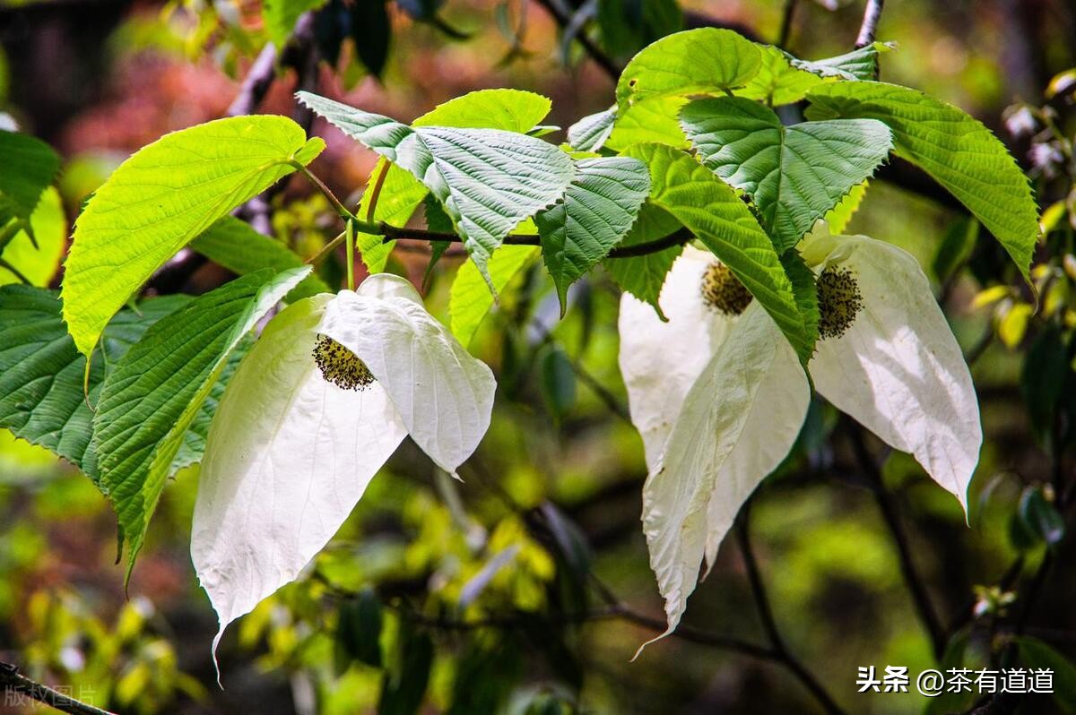 川藏南线茶马古道,四川荥经茶马古道路线图