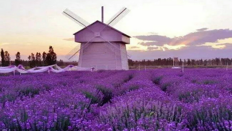 伊犁河谷薰衣草基地,伊犁河谷薰衣草自然条件