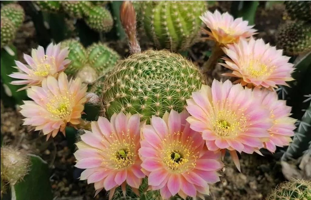 200种·仙人球开花图鉴，大开眼界，美到爆