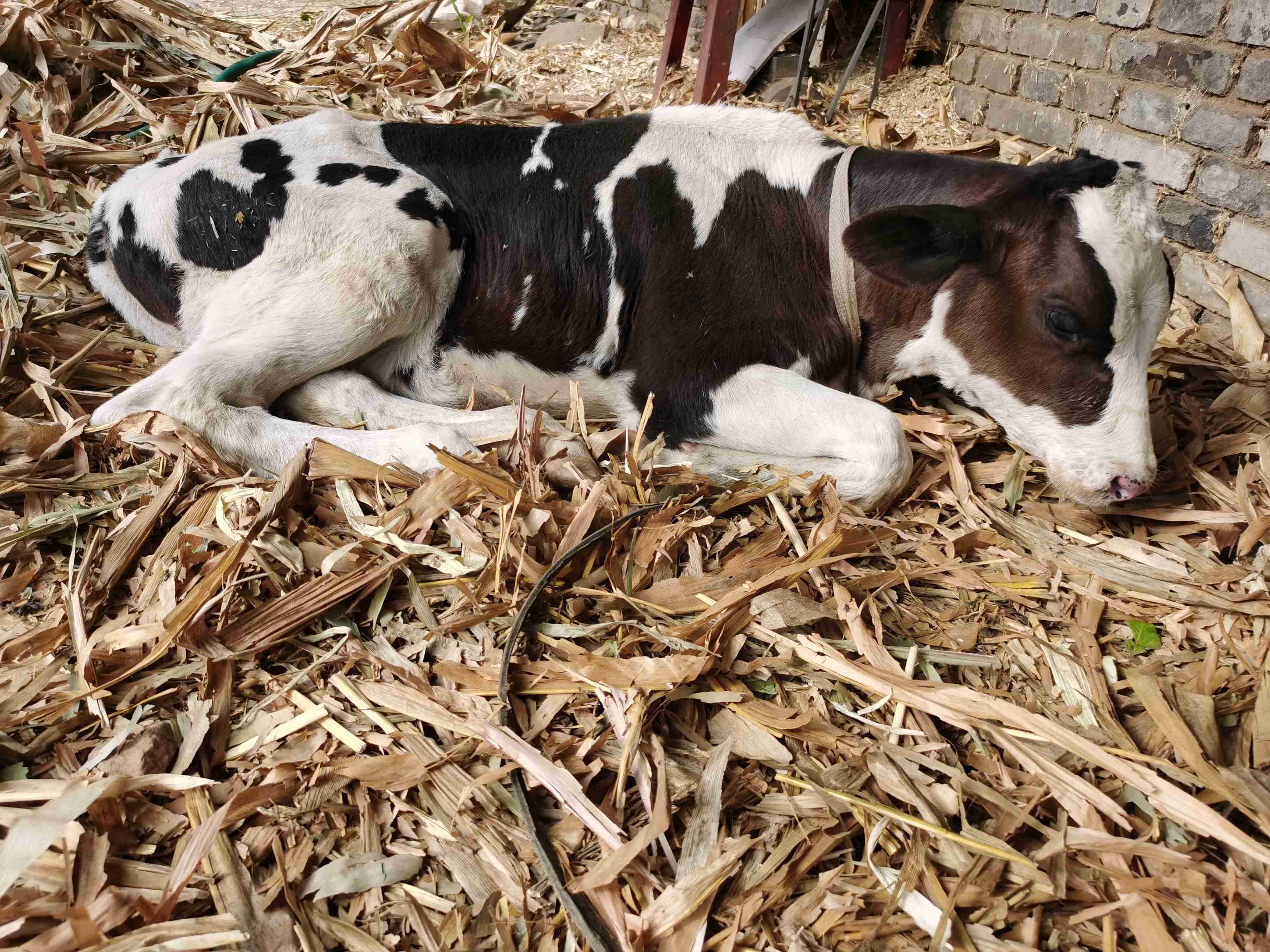 牛犊粪便是球状的怎么回事,牛犊粪便浅棕色