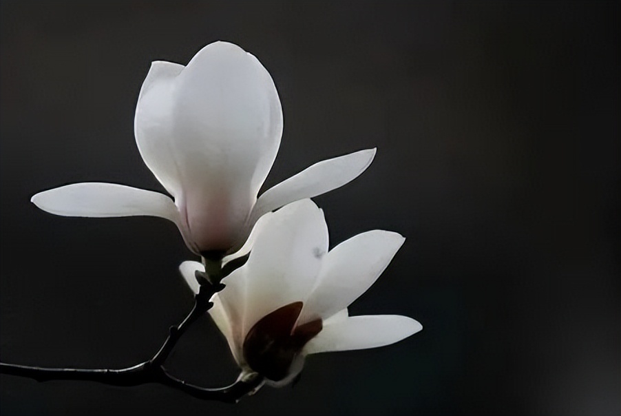 申花新赛季球衣,申花新球衣