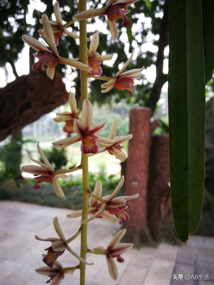 带你认识中华兰花纹瓣兰,顶级纹瓣兰图片