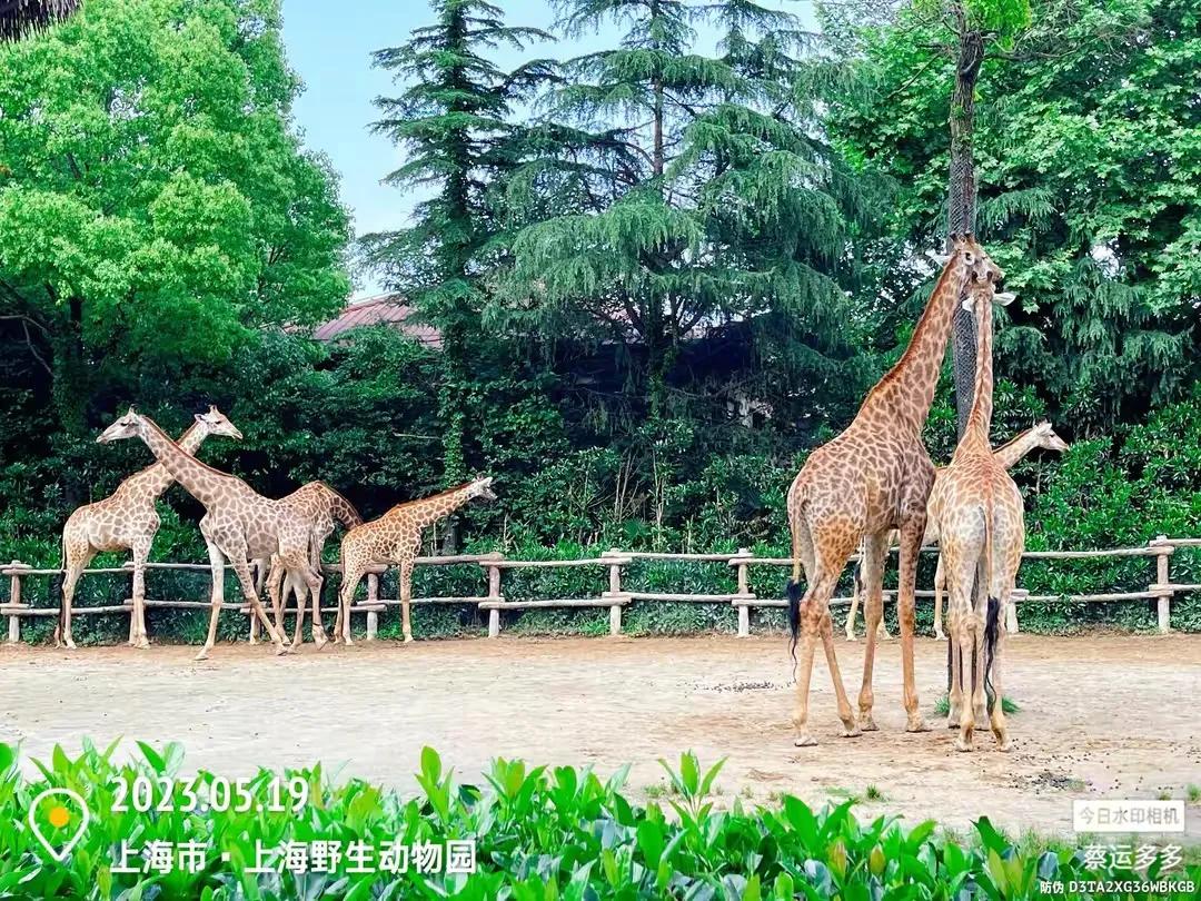 上海野生动物园和上海动物园,上海野生动物园过年营业时间