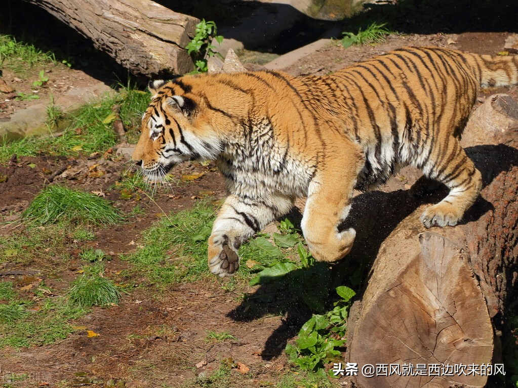 西风低吟#人兽大战，人类设下陷阱，严阵以待兽类大军
