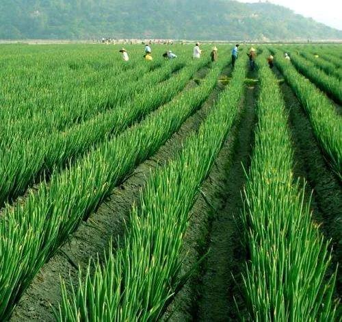 细香葱百合科多年生植物,百合科植物学