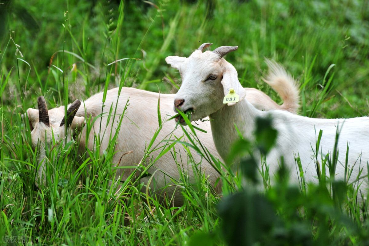 羊群集体发烧怎么治疗,羊群发烧怎么回事