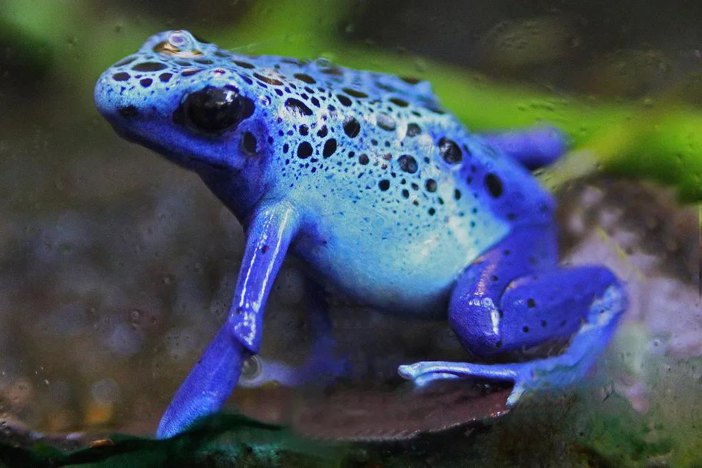 委内瑞拉纸币视频,委内瑞拉纸币简介