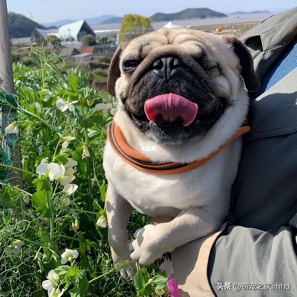 狗狗聪明的十个表现,狗狗聪明的七个表现