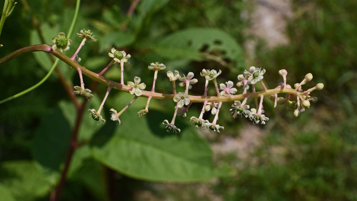 鍥涘窛鏉戞皯涓瘨,鍥涘窛鍐滄埛涓瘨
