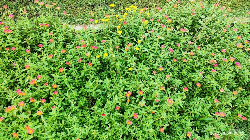 迪拜适合养什么植物,迪拜常见花草