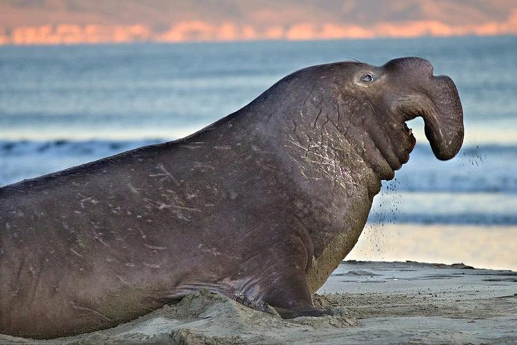 南象海豹介绍,南象海豹vs海象