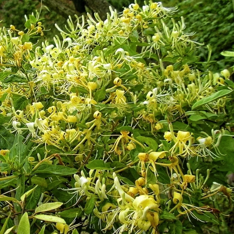 介绍家乡的金银花,家乡的金银花儿时回忆