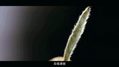 白毫银针故事感悟,白毫银针的故事