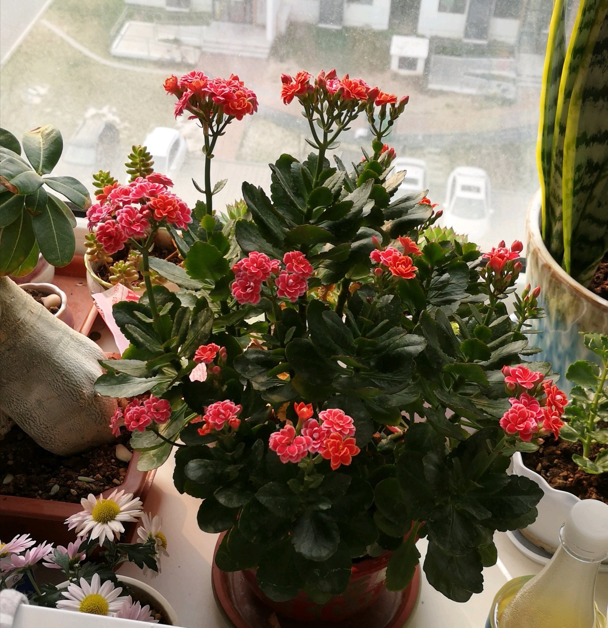 长寿花是非常好养的室内花卉,喜欢养长寿花