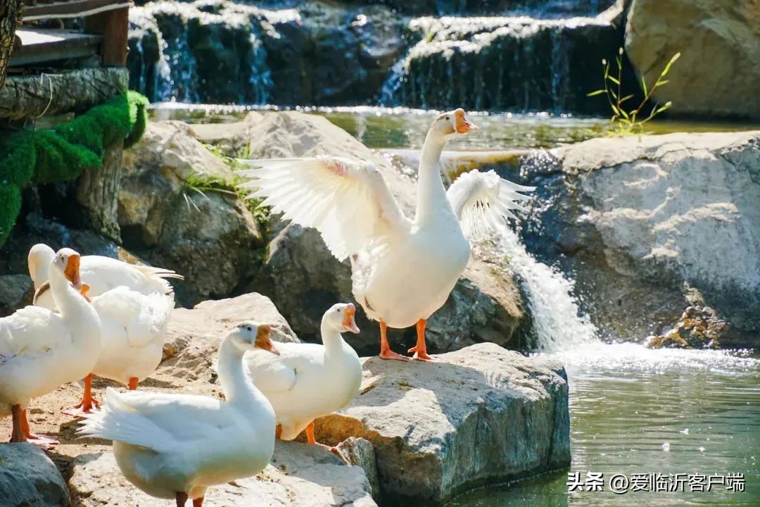 临沂周边8月游玩景点免门票,春游去哪玩临沂