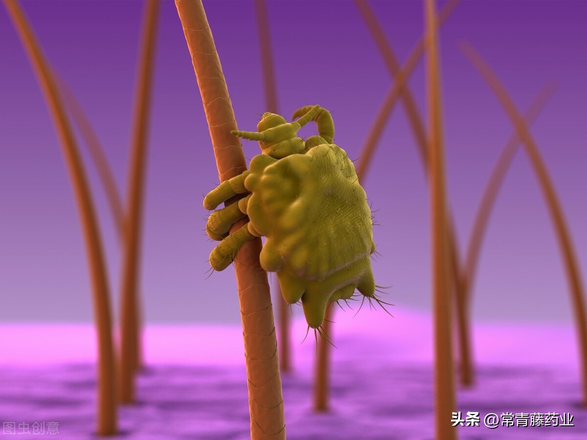 阴虱感染特别严重后如何治疗,怎样预防阴虱的传播