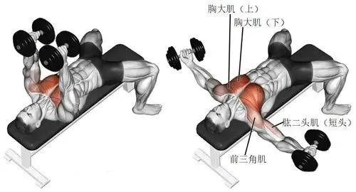 一周健身增肌训练计划,哑铃家庭一周训练计划