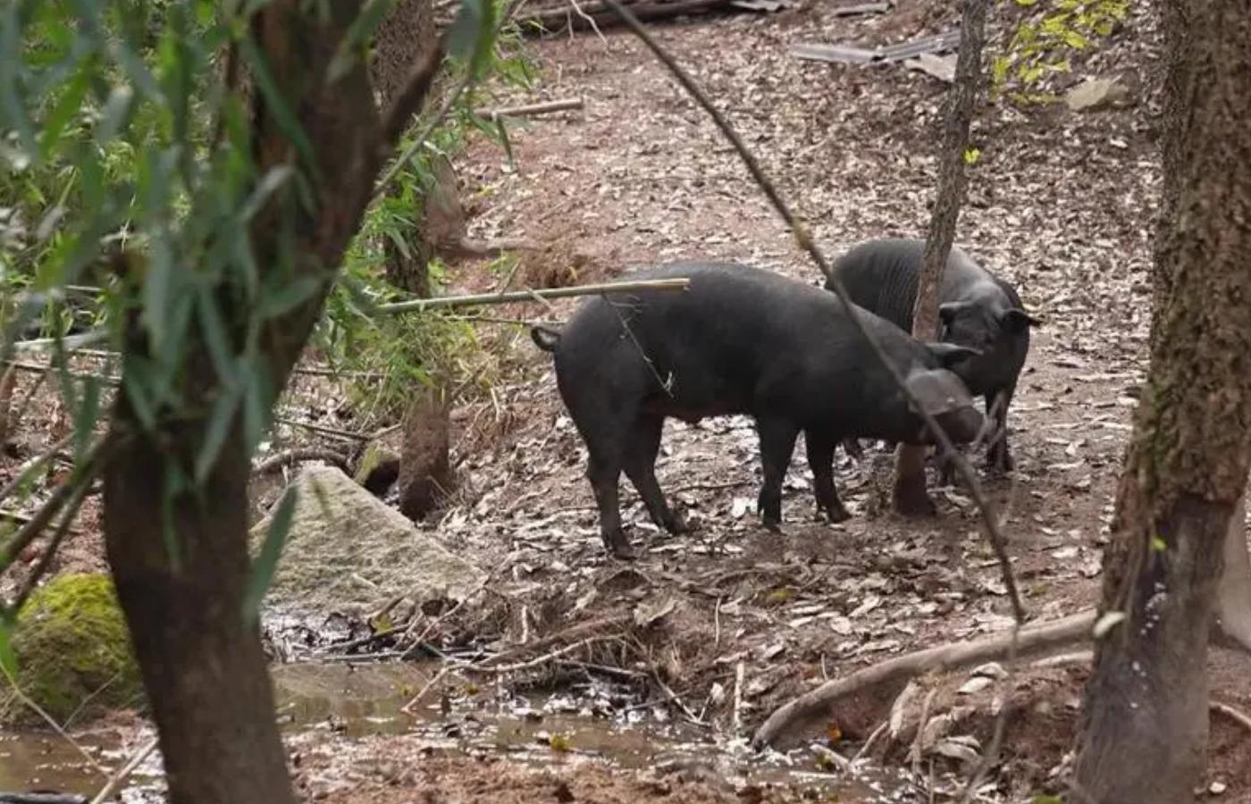 农业记者辞职养猪，做出特色橡果猪肉，一斤卖出40元