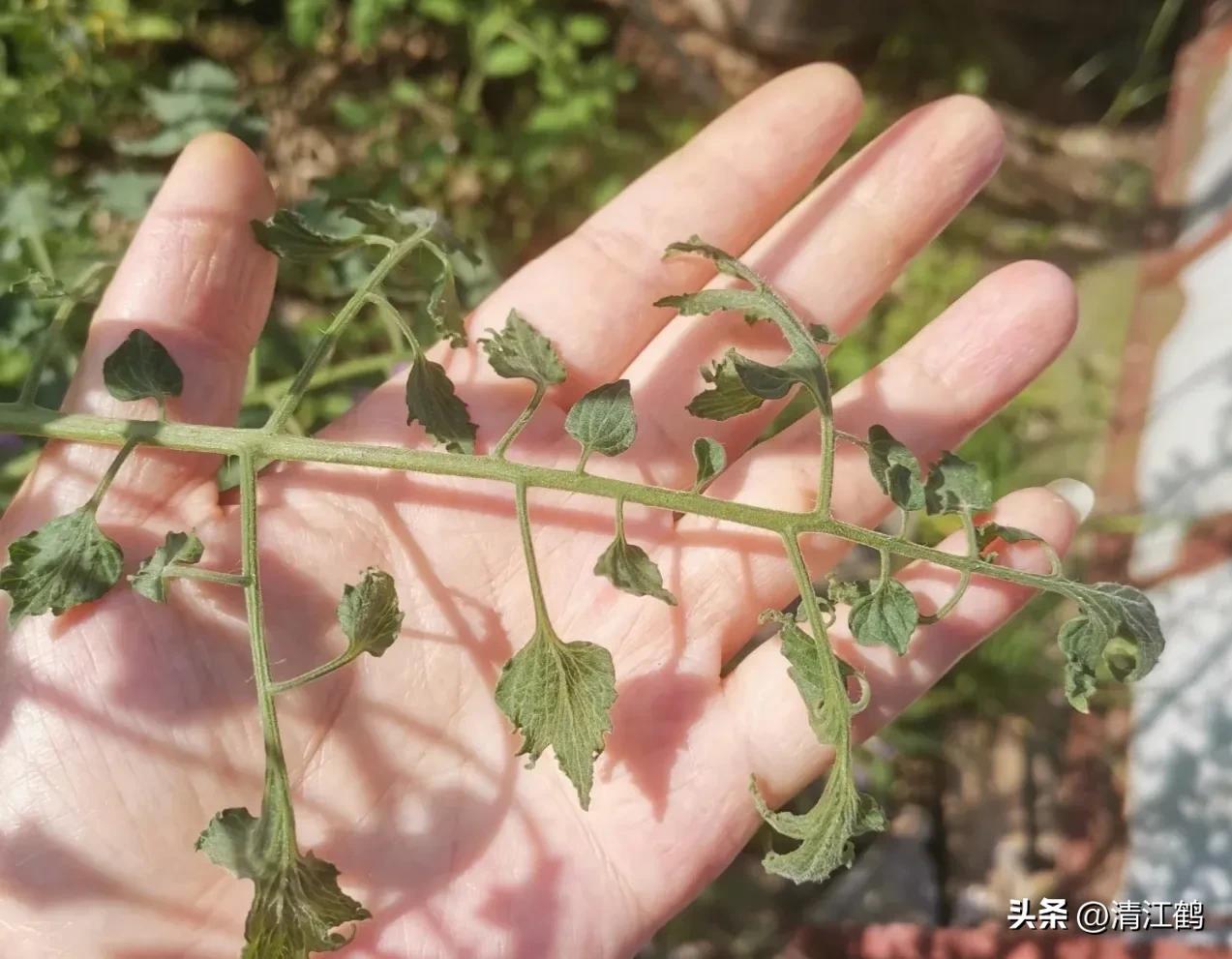 番茄晚疫病物理最佳治疗方法,番茄病虫草害防治