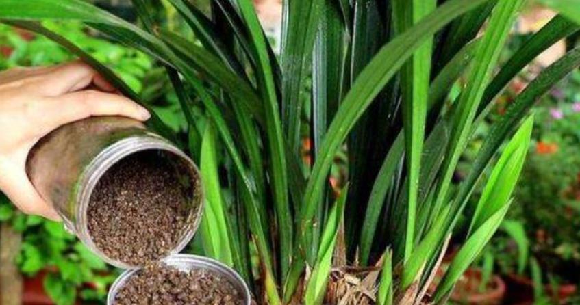 盆土严重板结怎么换土,盆土板结了不换盆怎么办