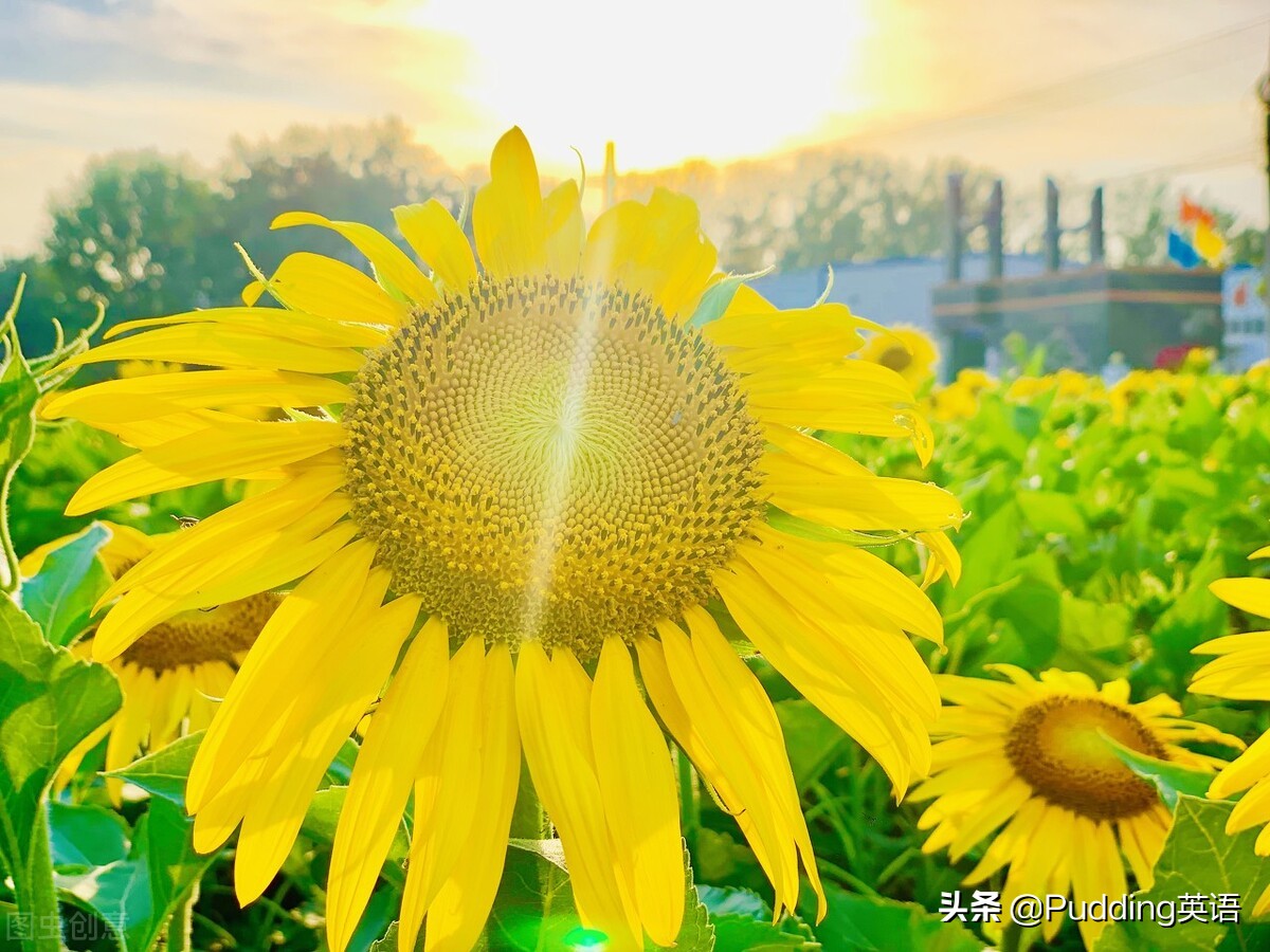 goforit涓冧笅unit9璇炬枃瑙嗛,goforit涓冧笅10鍗曞厓鏁欐潗