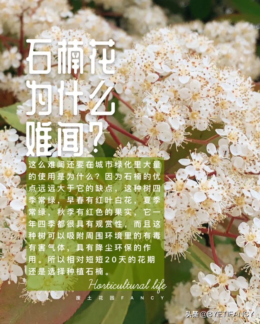 石楠花那么臭为什么要种,石楠花很臭为什么还要种