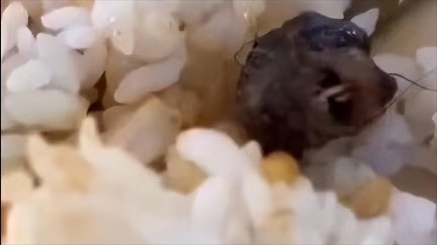 鼠头鸭脖事件最新消息,鼠头鸭脖事件前因后果