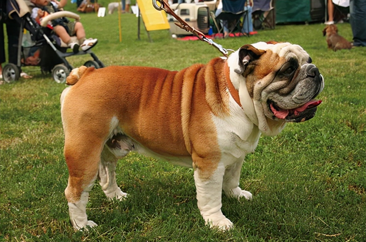 英国斗牛犬不爱动怎么办,斗牛犬吃狗粮怎么老掉东西