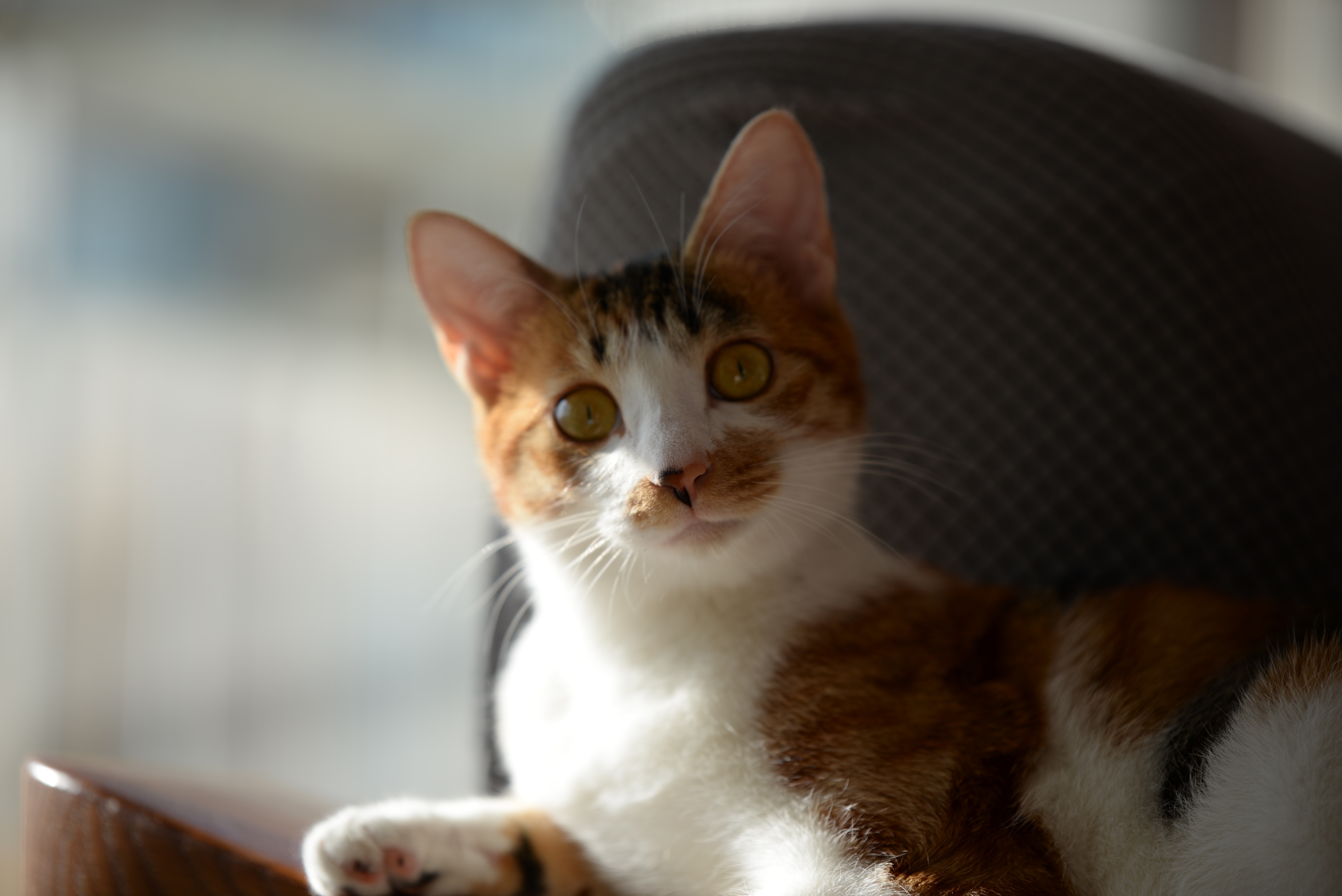 猫咪刚到家不吃不喝还拉肚子,猫咪刚到新家不吃不喝不拉怎么办