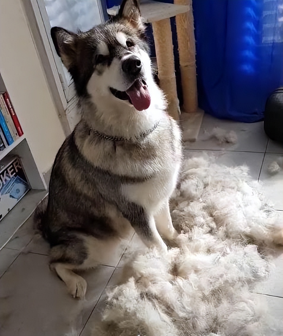 养阿拉斯加的几大事项,养阿拉斯加犬注意事项