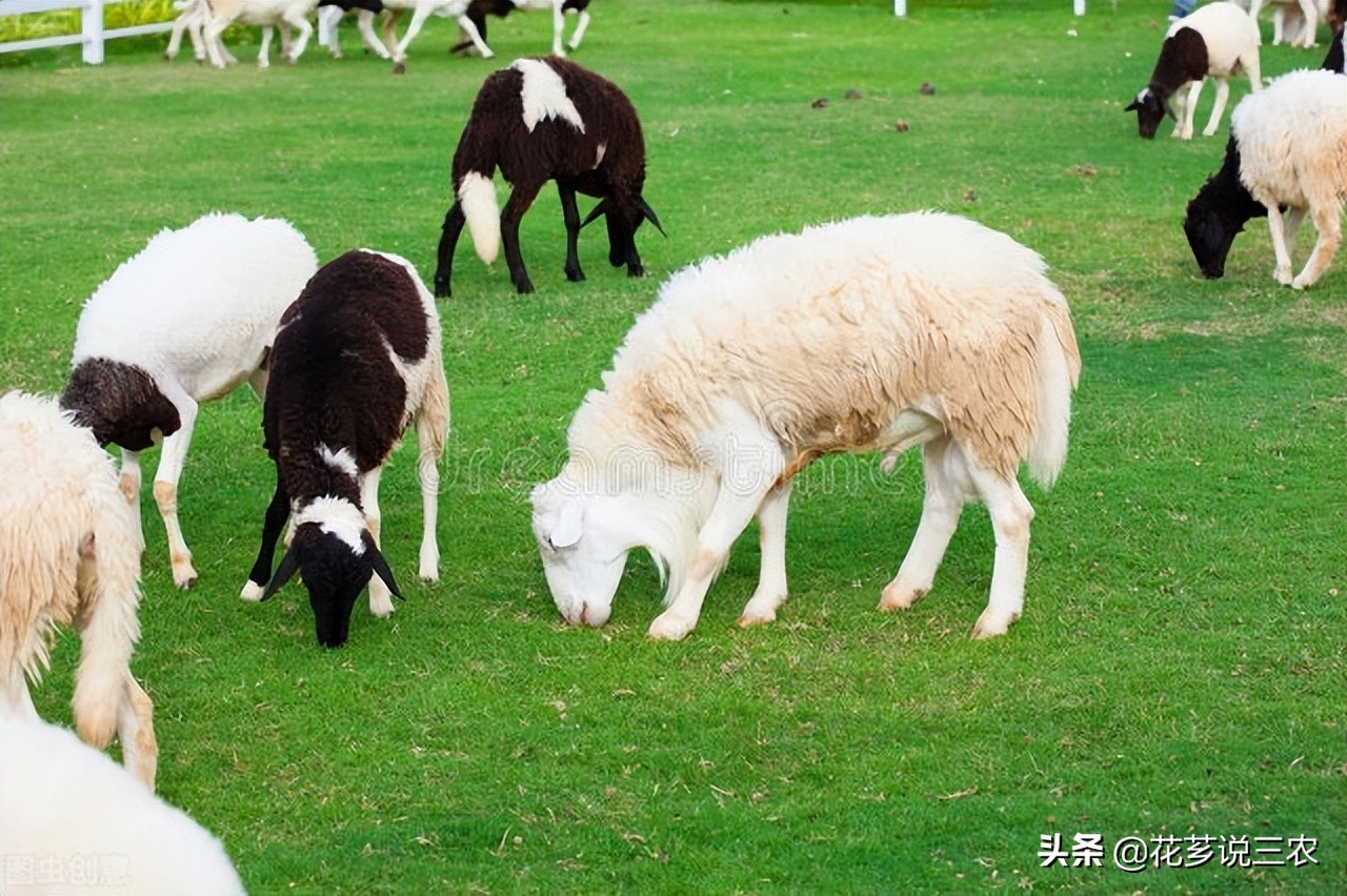 养羊寄生虫图片,羊真菌和疥螨感染用什么药最好
