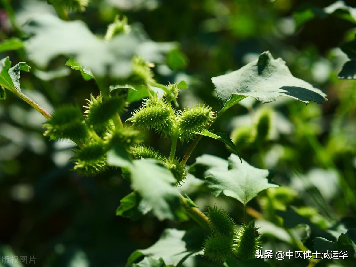 苍耳中药的作用,苍耳子中草药