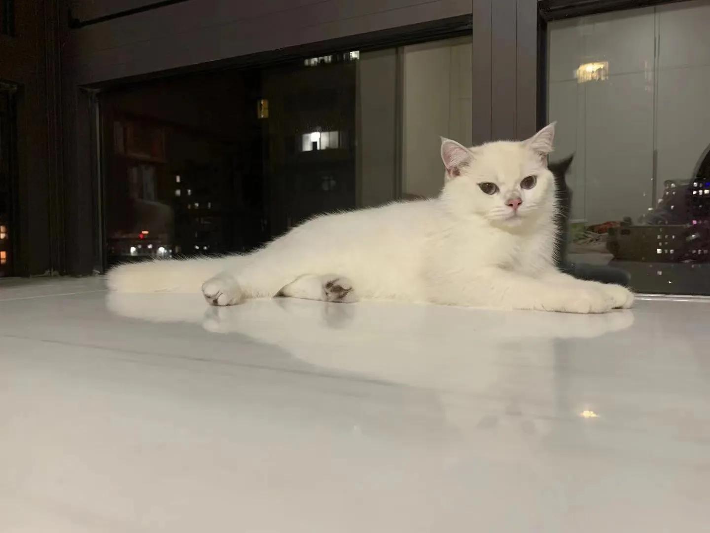 猫咪祖先长什么样,猫咪的祖先是怎么被人征服的