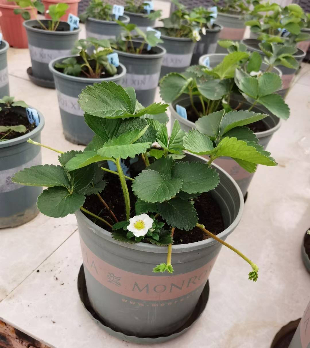 阳台草莓种植方法全过程 (阳台种植盆栽草莓如何人工授粉)