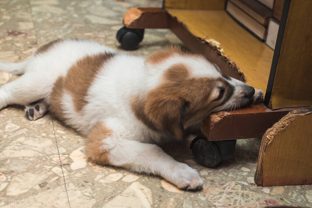 狗狗乱咬人纠正训练,怎样训练狗狗不乱咬东西