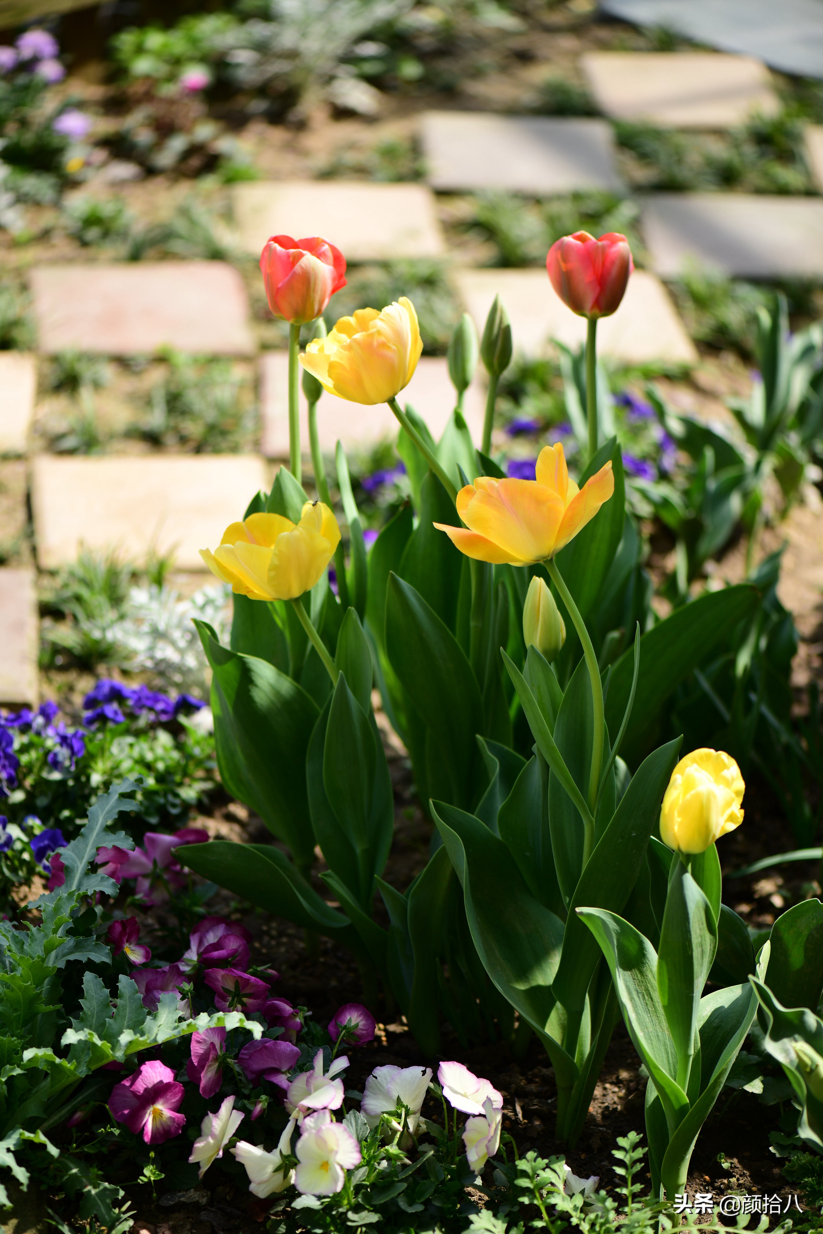 倏然而至的郁金香花季，第一波|园丁
