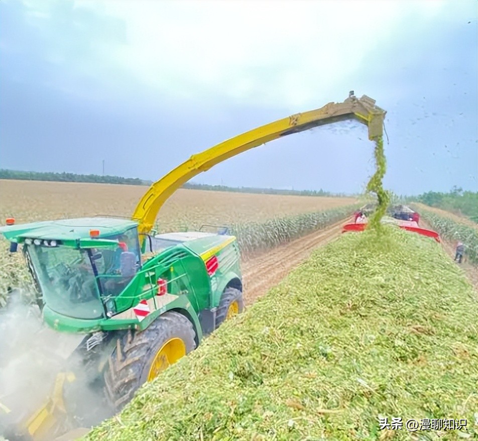 象草与巨菌草的生长范围,柱花草介绍