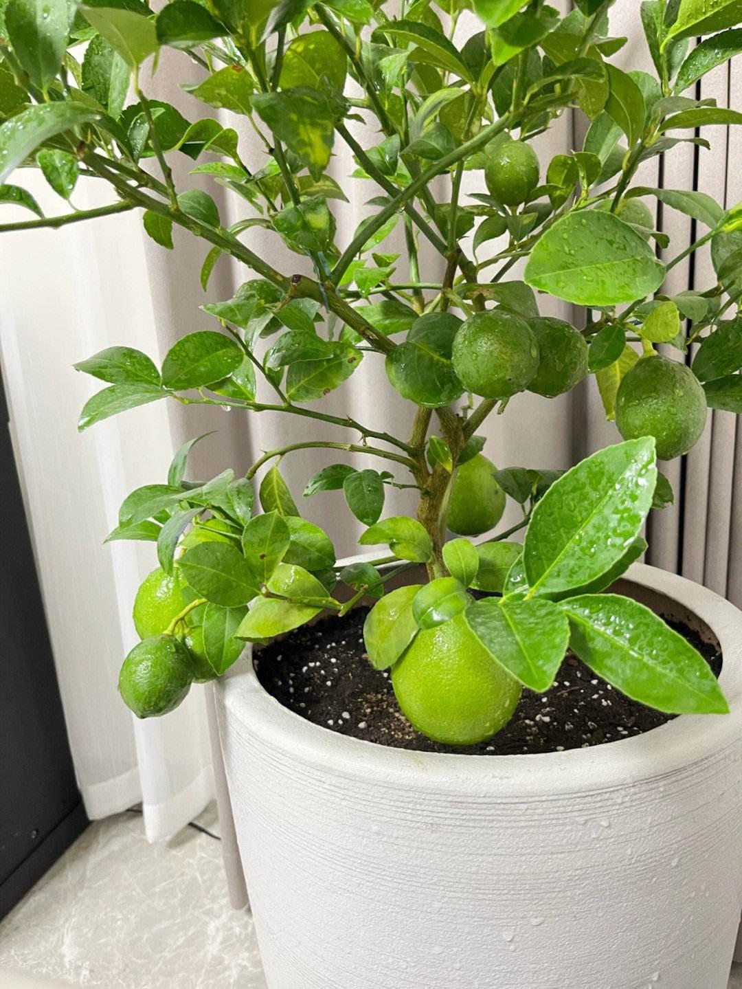 养花什么花是喜酸的,喜酸的花怎么养