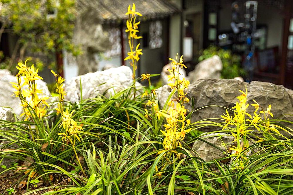 苏州旅游十大赏花景点,苏州赏花最佳景区排名