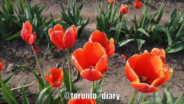 邂逅五彩斑斓的油菜花田,郁金香花田旅游攻略