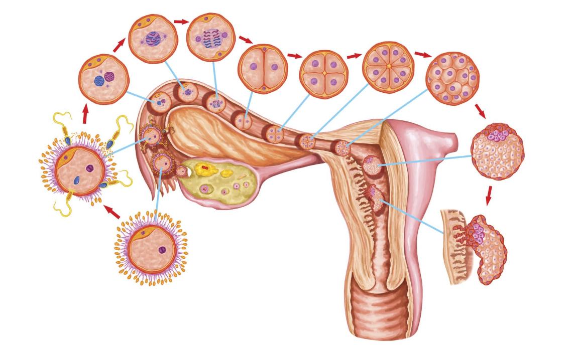月经3天干净和7天干净，谁的衰老速度更快？建议女性朋友尽早了解