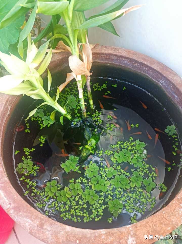 新手适合养什么鱼,新手适合养什么鱼超小型冷水鱼