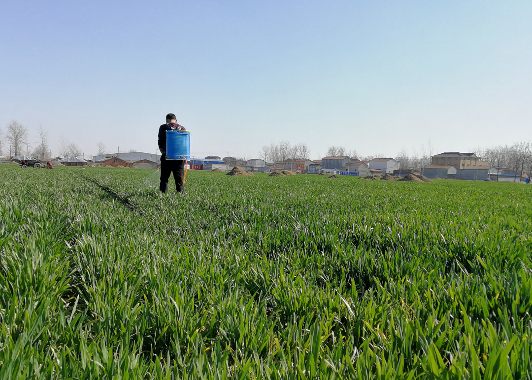 如何判断小麦是否旺长,小麦长得太旺盛了怎么控旺