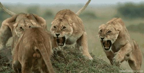 狮子为什么和老虎本性不一样,老虎和狮子一生中最大的遗憾